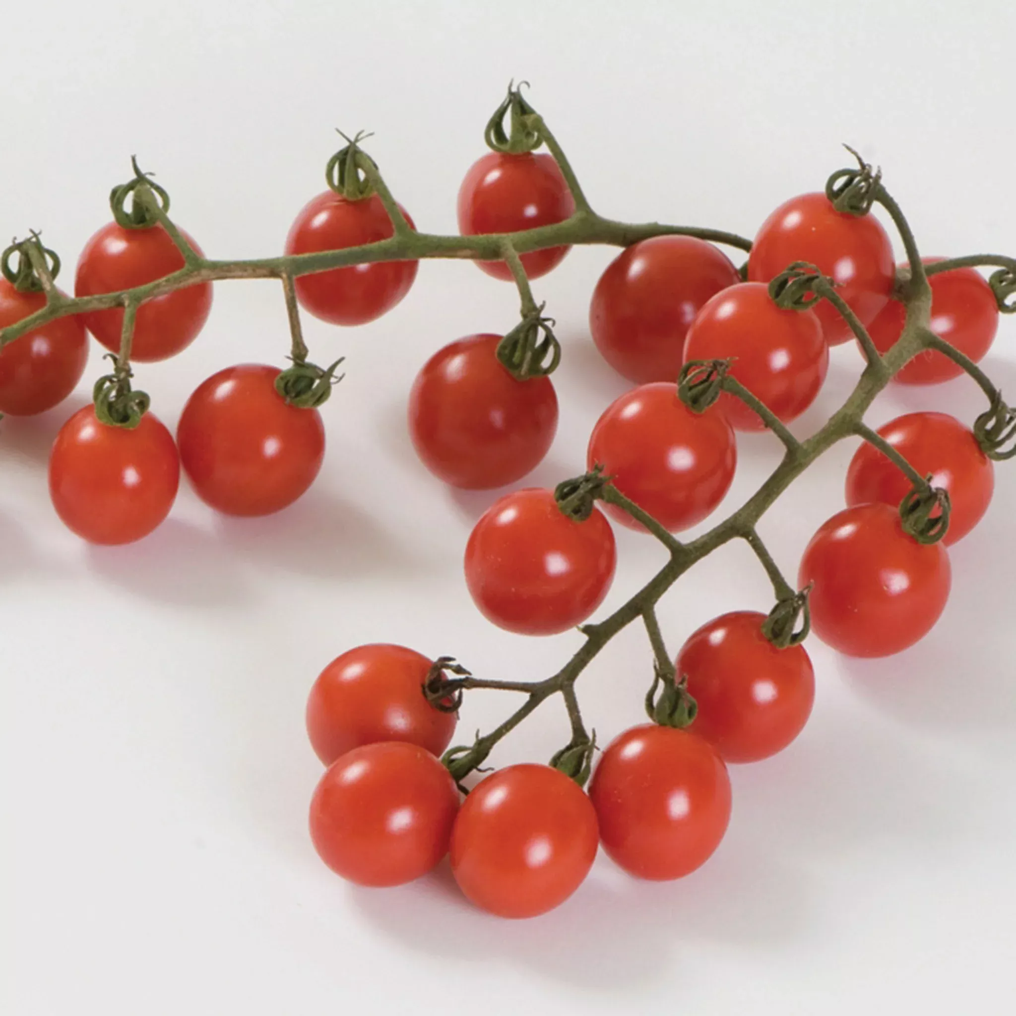 tomato-jasper-hybrid Tomato, Jasper Hybrid
