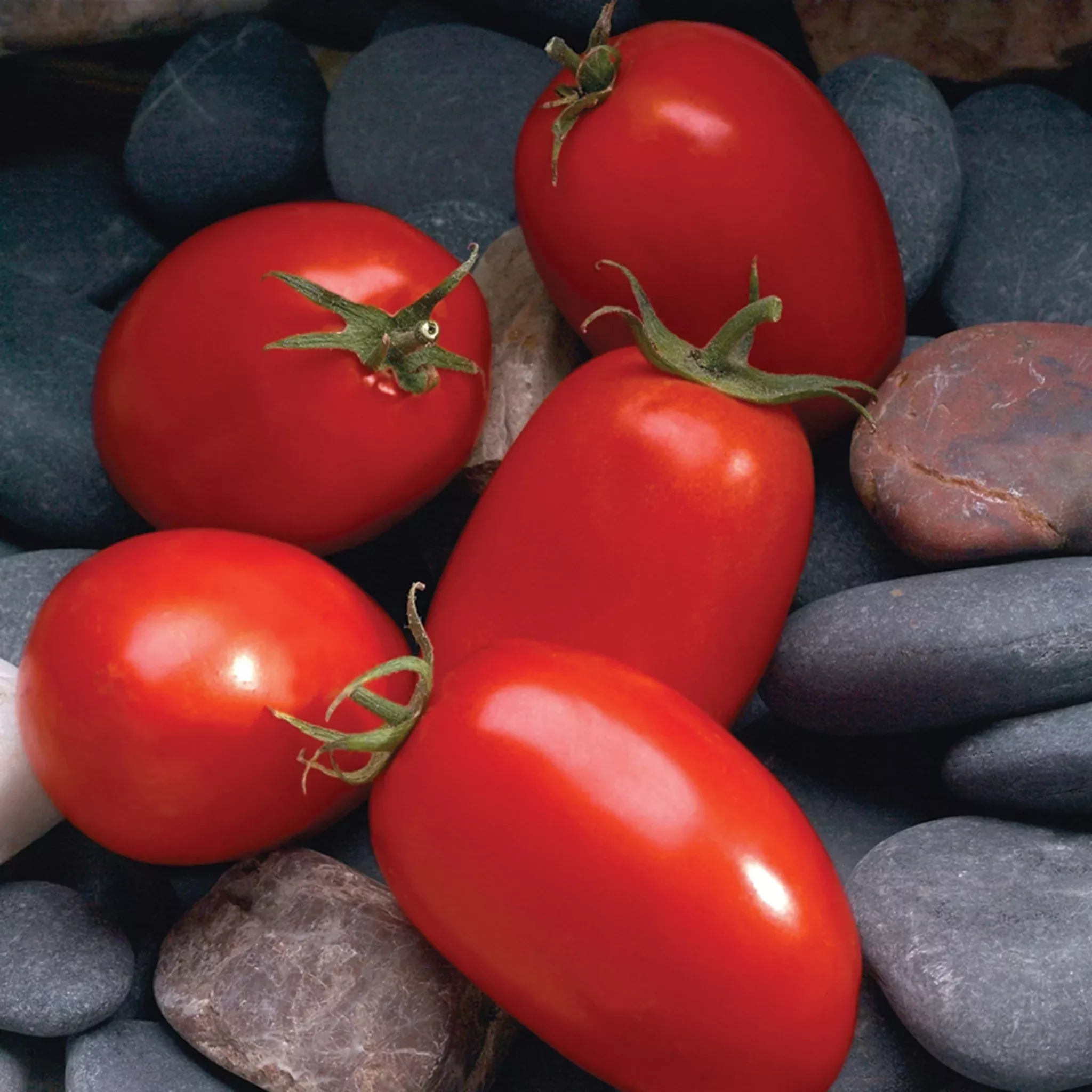 tomato-mariana-hybrid Tomato, Mariana Hybrid