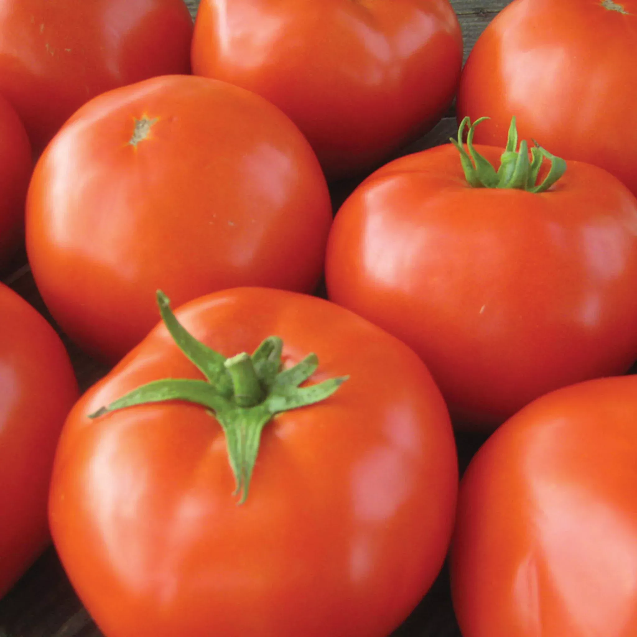tomato-mountain-merit-hybrid Tomato, Mountain Merit Hybrid