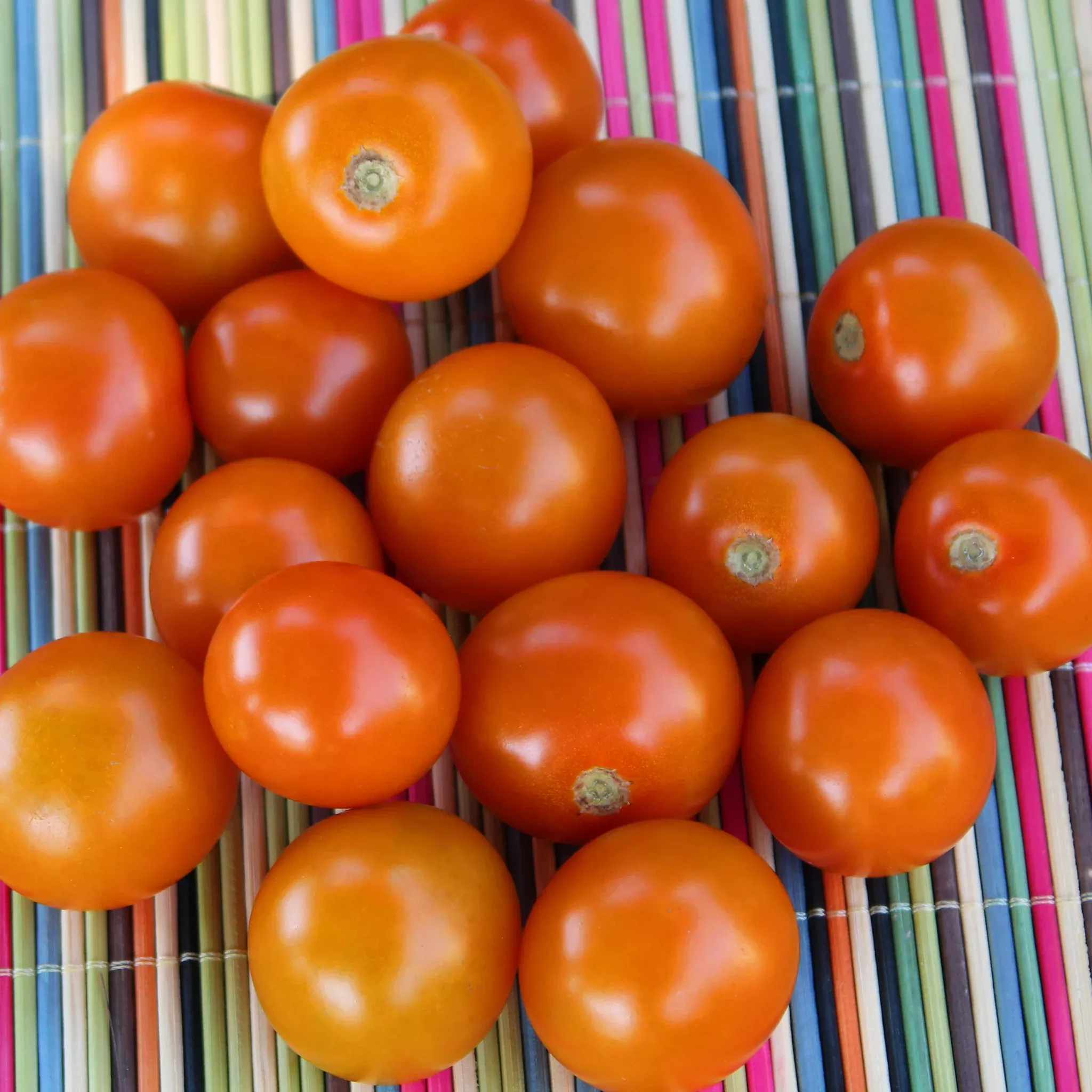 tomato-sungold-hybrid Tomato, Sungold Hybrid