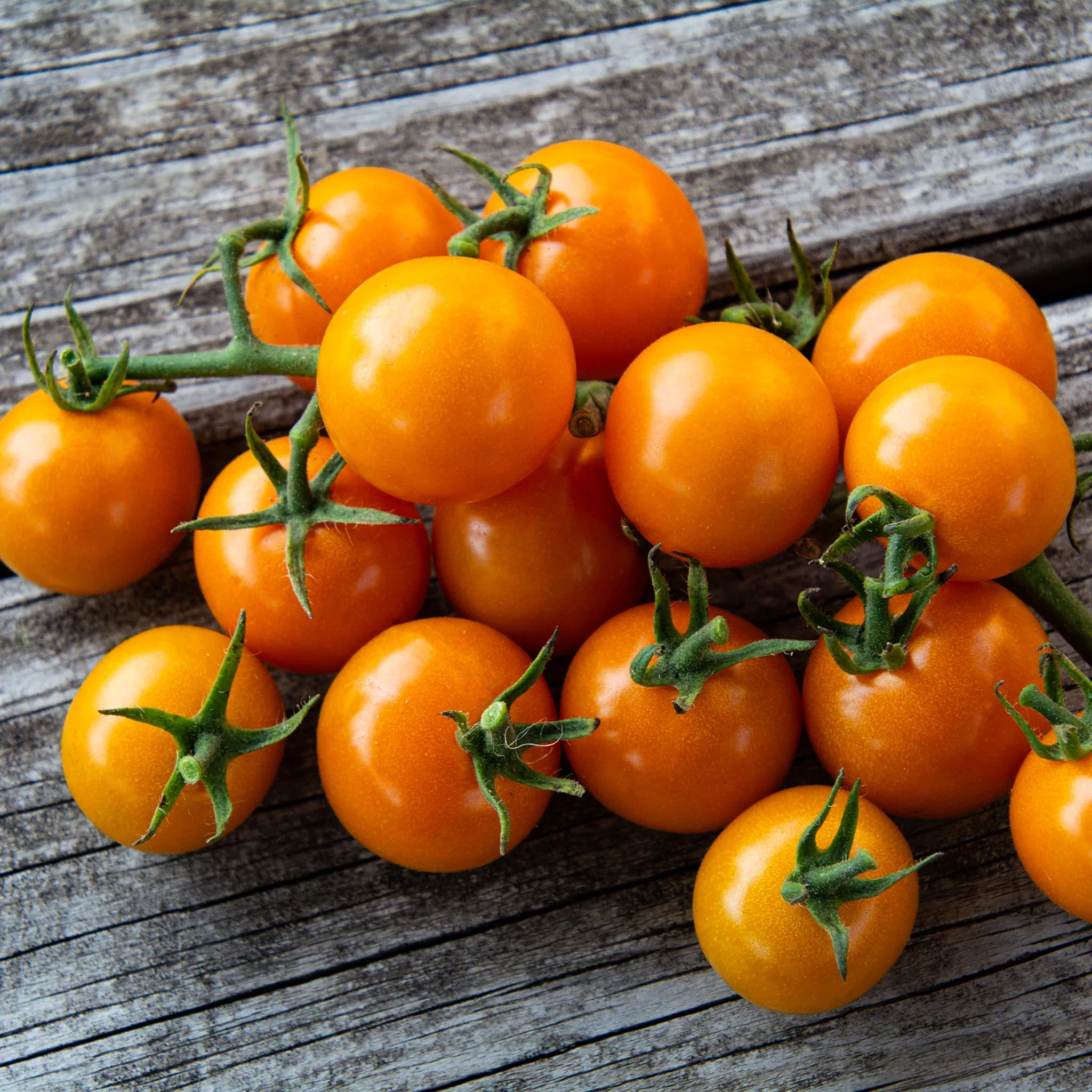 tomato-sunsugar-hybrid Tomato, Sunsugar Hybrid