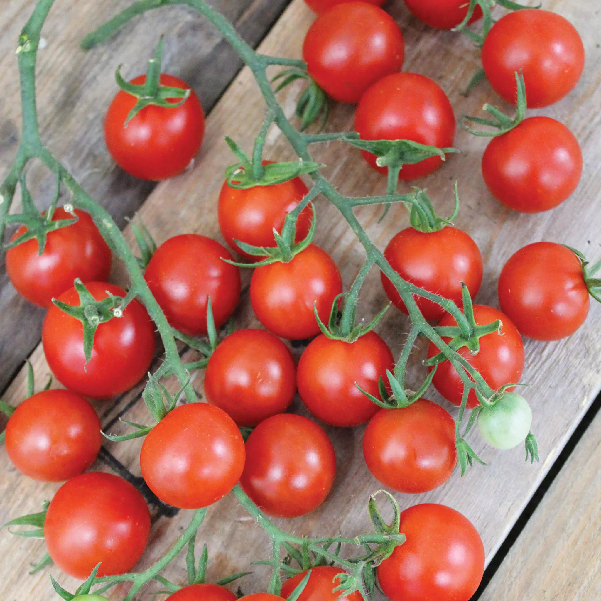 tomato-sweet-million-hybrid Tomato, Sweet Million Hybrid