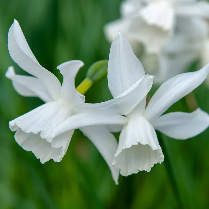 triandrus-narcissus-thalia-pack-7 Triandrus Narcissus Thalia (Pack of 7)