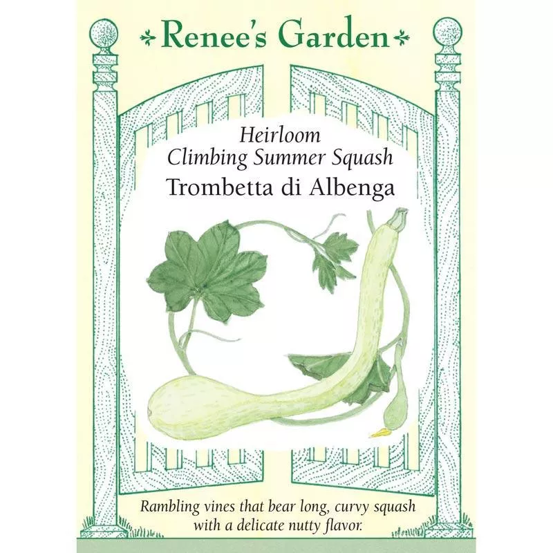 trombetta-di-albenga-heirloom-climbing-summer-squash-seeds ‘Trombetta di Albenga’ Heirloom Climbing Summer Squash Seeds