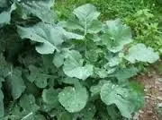 trophy-rape-seed Trophy Rape Seed