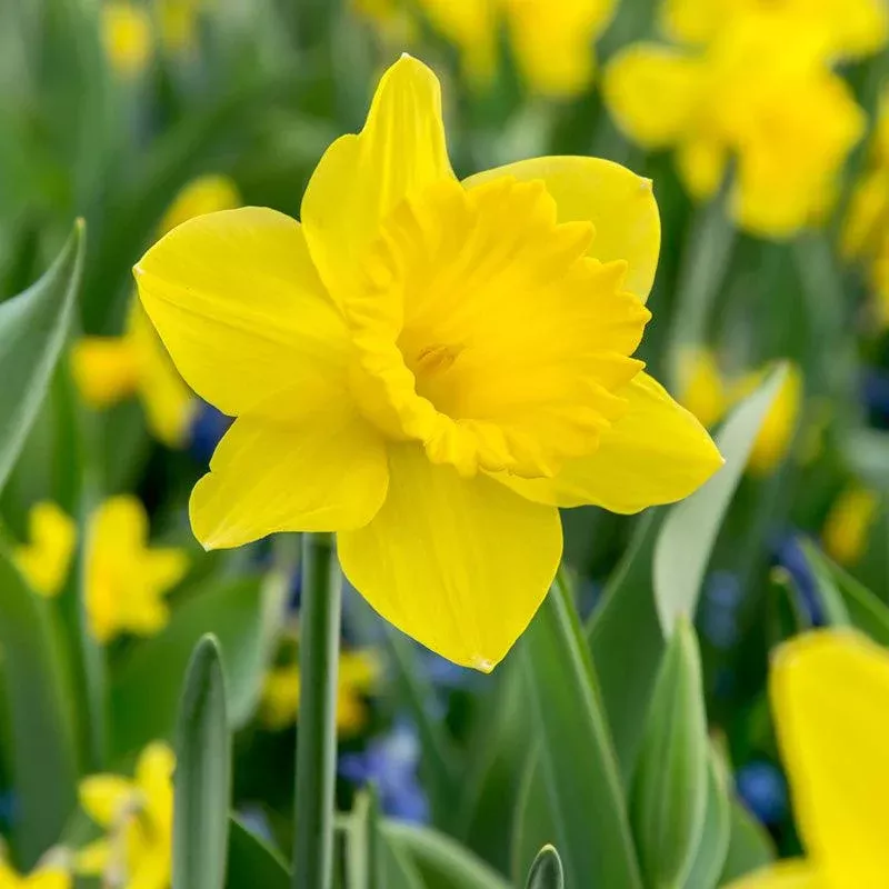 trumpet-narcissus-dutch-master-pack-16 Trumpet Narcissus Dutch Master (Pack of 16)