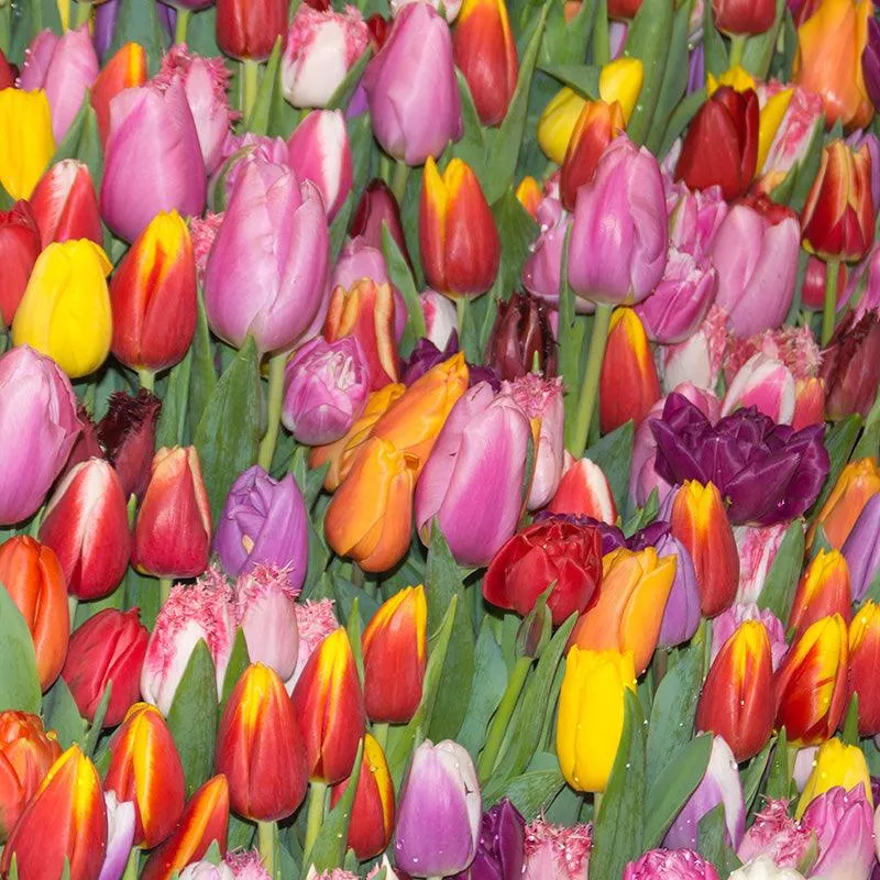 Tulips Single Late Mix (Pack of 16)