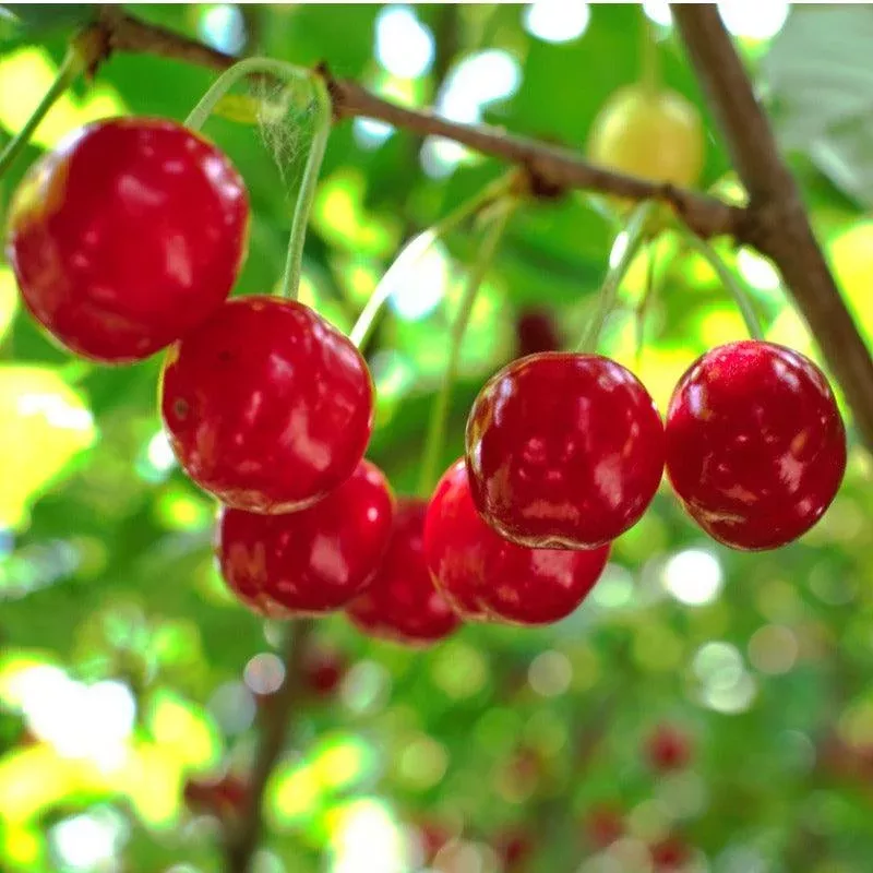 van-cherry-tree Van Cherry Tree