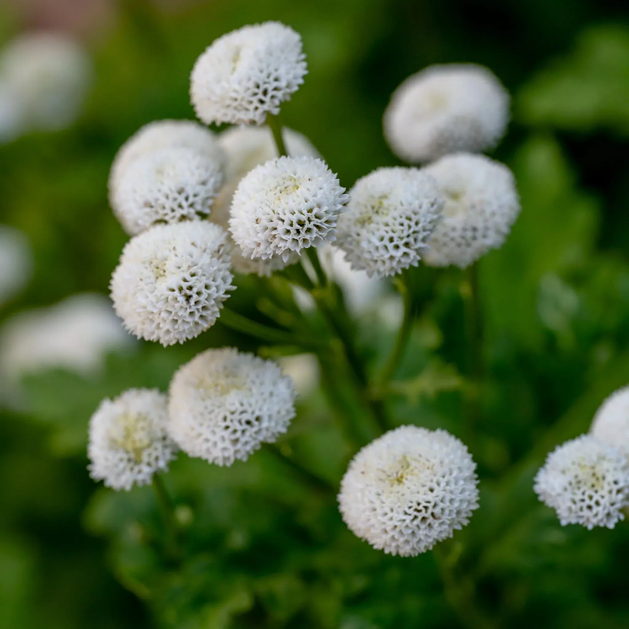 Vegmo Snowball Matricaria Seeds