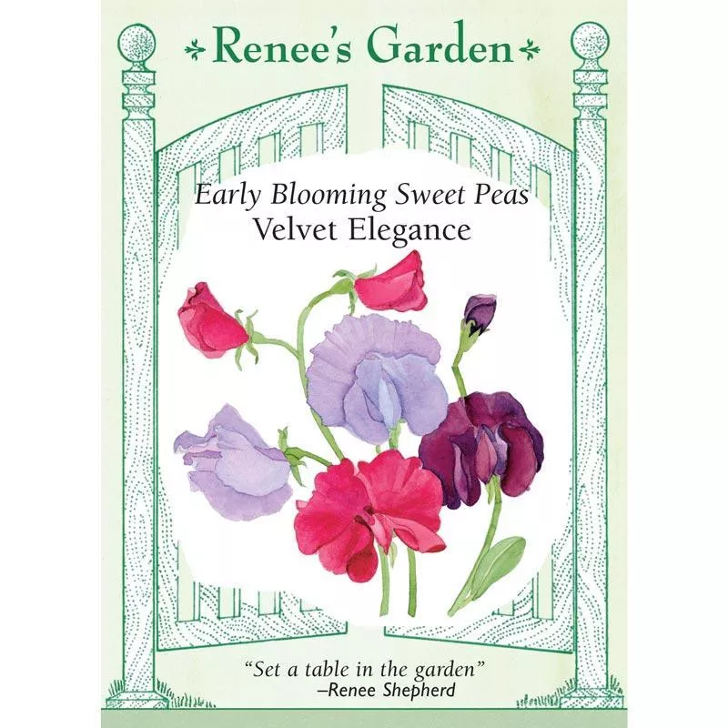 velvet-elegance-early-blooming-sweet-pea-seeds Velvet Elegance Early-Blooming Sweet Pea Seeds