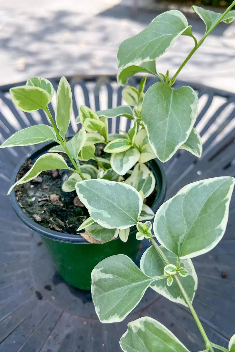 vinca-vine-green-gold Vinca, Vine Green Gold