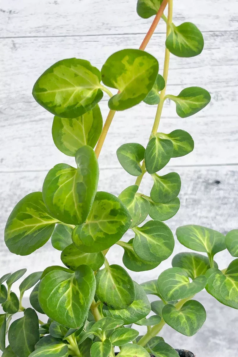 vinca-vine-green Vinca, Vine Green