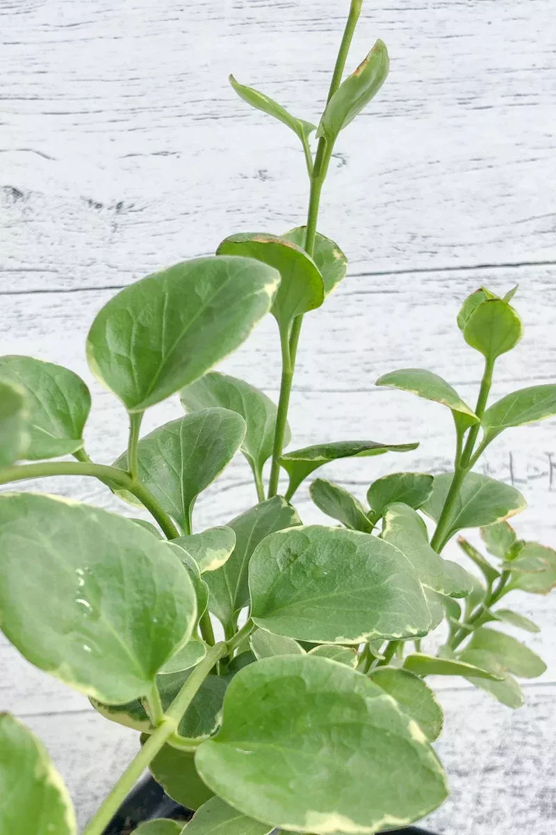 vinca-vine-variegated Vinca, Vine Variegated