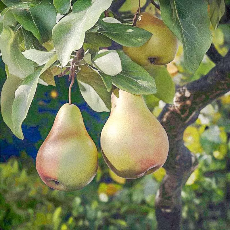 warren-pear-tree Warren Pear Tree