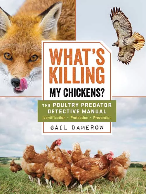 what-s-killing-my-chickens What's Killing My Chickens?