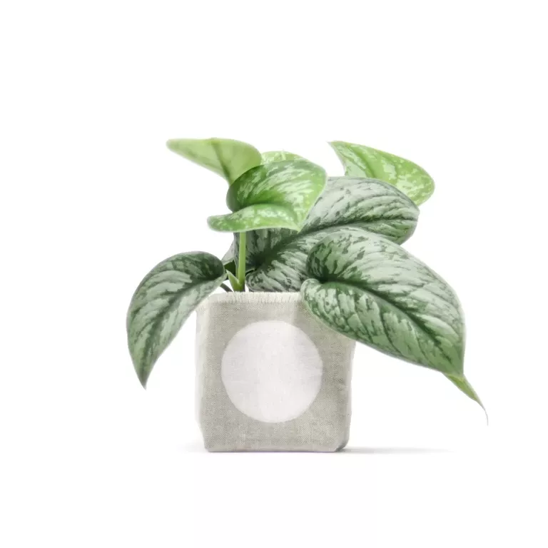white-dot-4-inch-linen-planter-by-gray-green-goods White Dot 4 Inch Linen Planter By GRAY GREEN GOODS