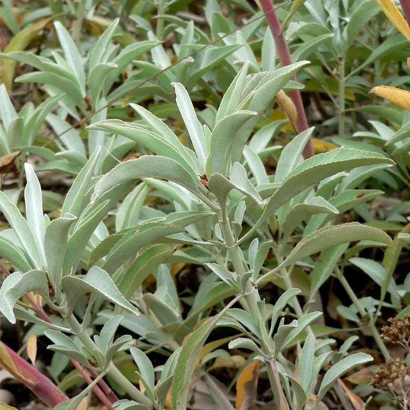 white-sage-seeds-organic White Sage Seeds (Organic)