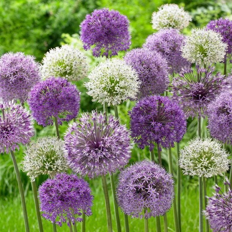 wild-about-allium-blend-pack-8 Wild About Allium Blend (Pack of 8)