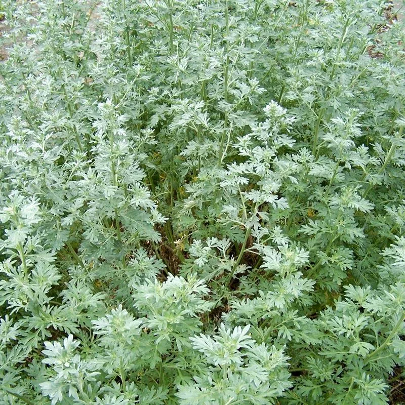 wormwood-seeds-organic Wormwood Seeds (Organic)