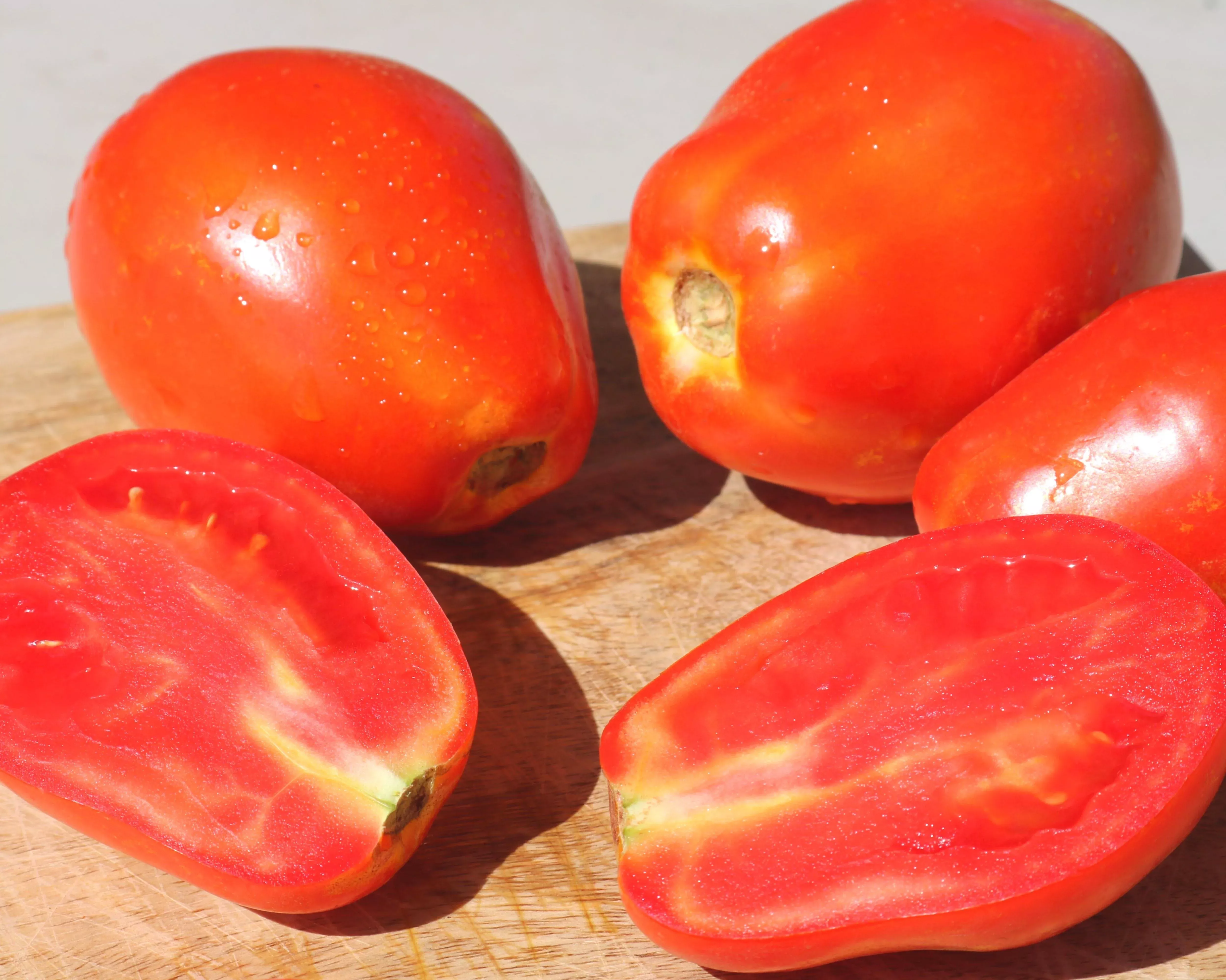 yaqui-hybrid-tomato-seeds Yaqui Hybrid Tomato Seeds