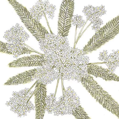 yarrow-white-1-4-lb Yarrow, White (1/4 lb)