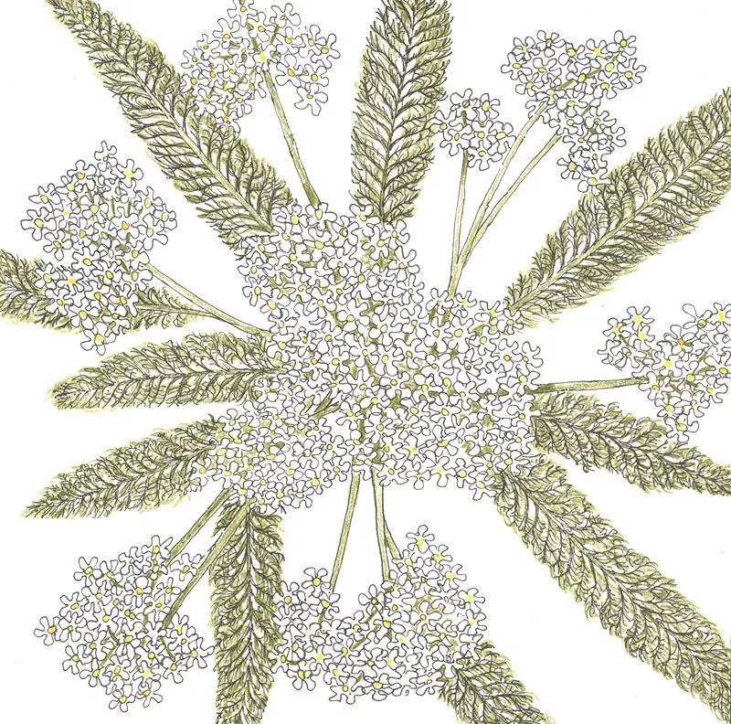 yarrow-white-lb Yarrow, White (lb)
