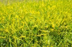 Yellow Blossom Sweet Clover OC (organically coated)