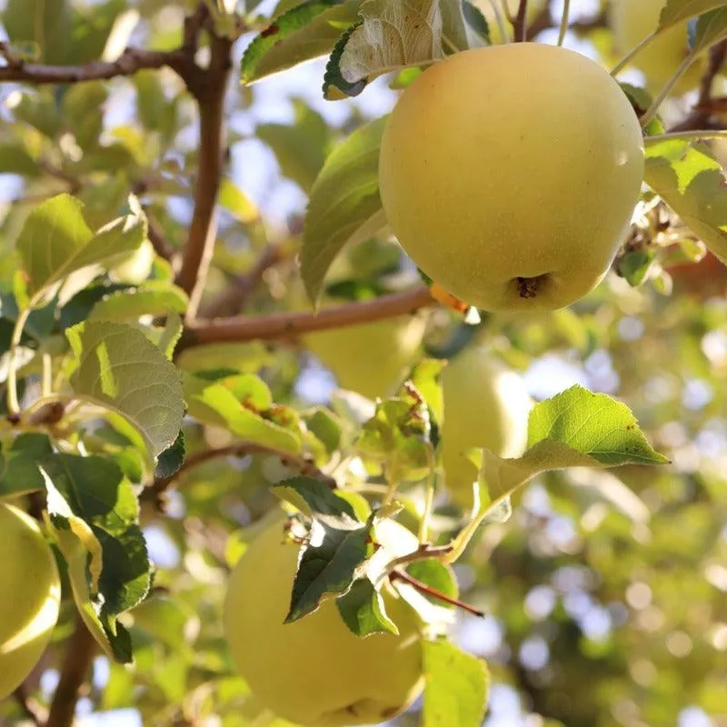 Yellow Newton Pippin Apple Tree