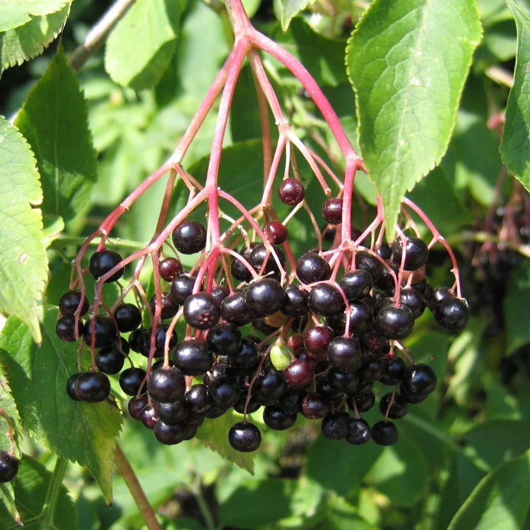 york-elderberry York Elderberry