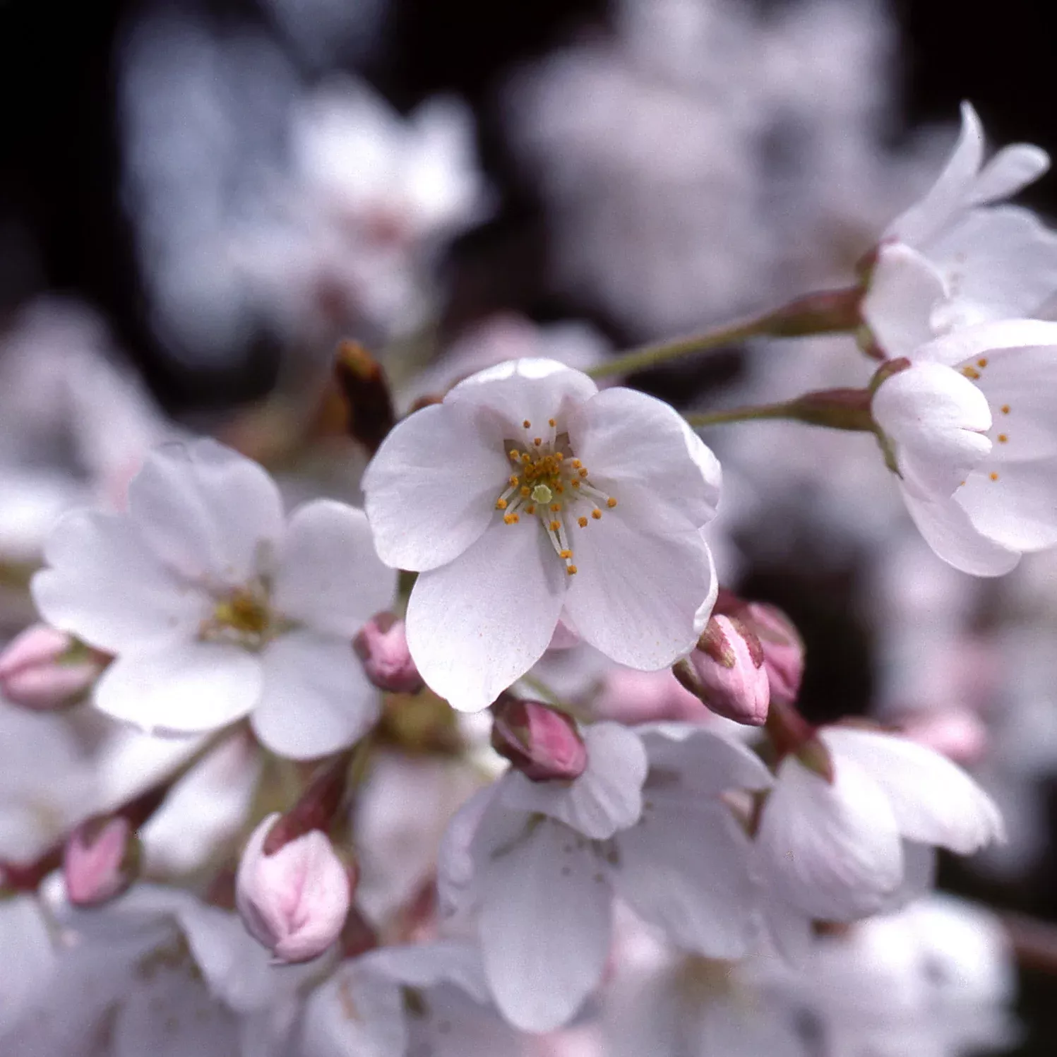 yoshino-flowering-cherry Yoshino Flowering Cherry