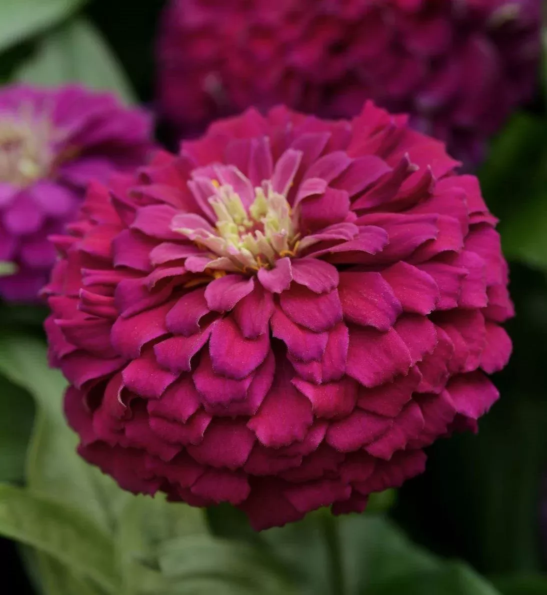 zesty-purple-hybrid-zinnia-seeds Zesty Purple Hybrid Zinnia Seeds