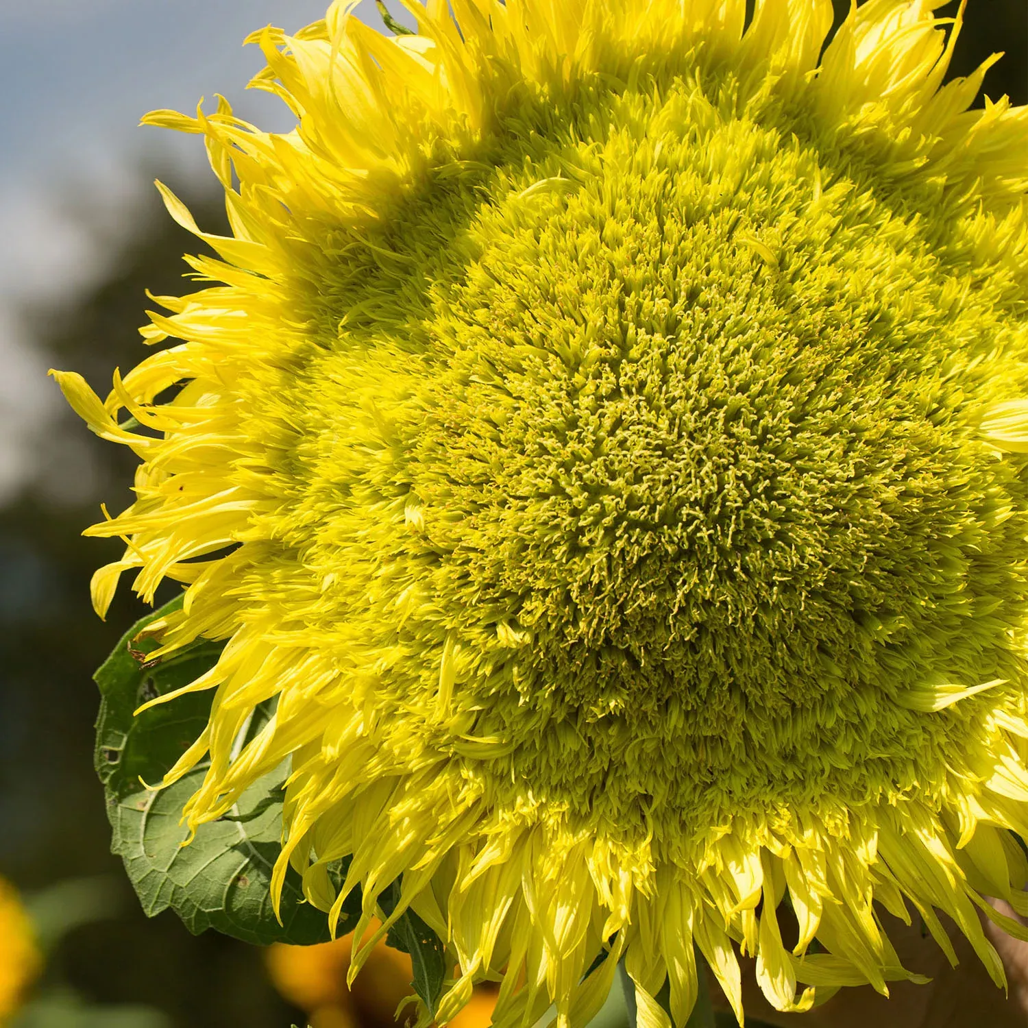 zeus-sunflower-seeds Zeus Sunflower Seeds