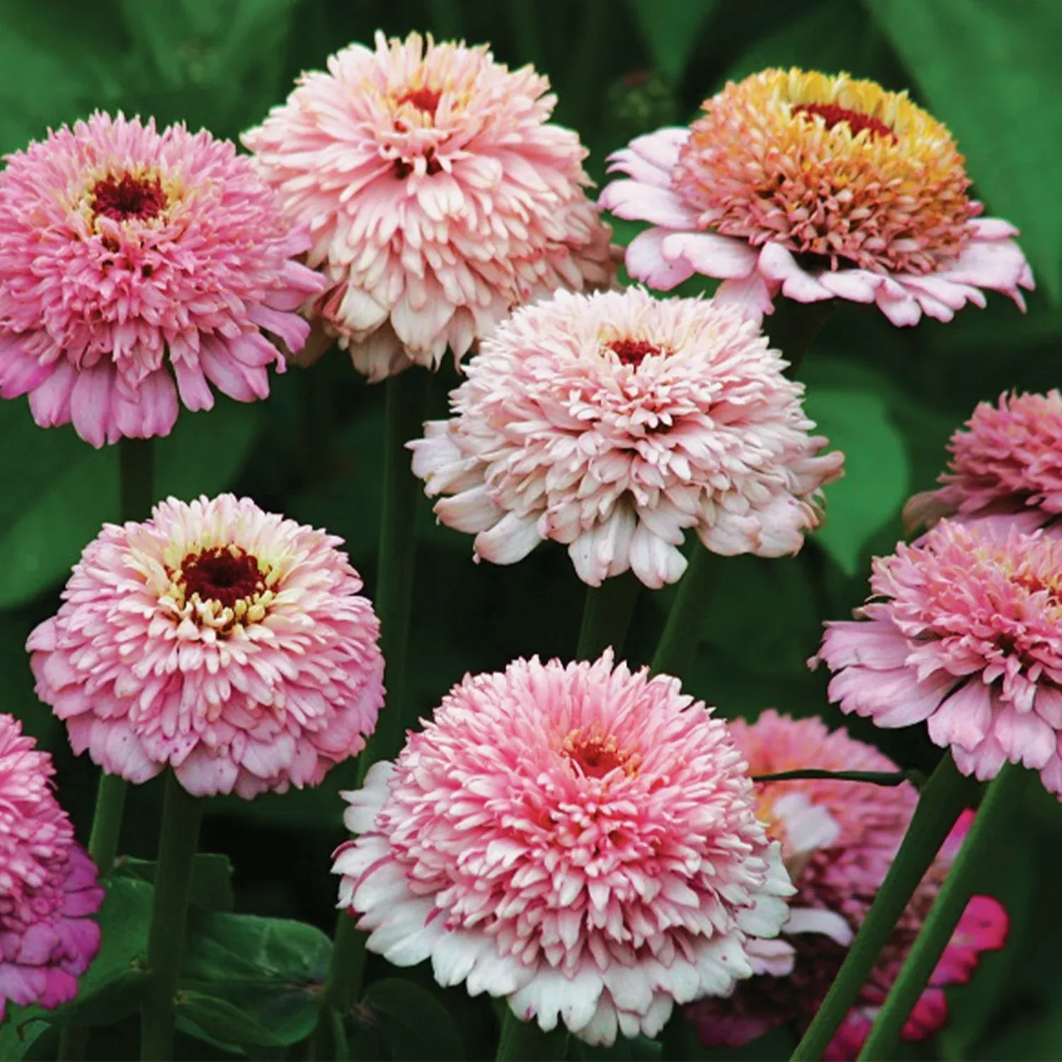 zinderella-lilac-zinnia-seeds Zinderella Lilac Zinnia Seeds