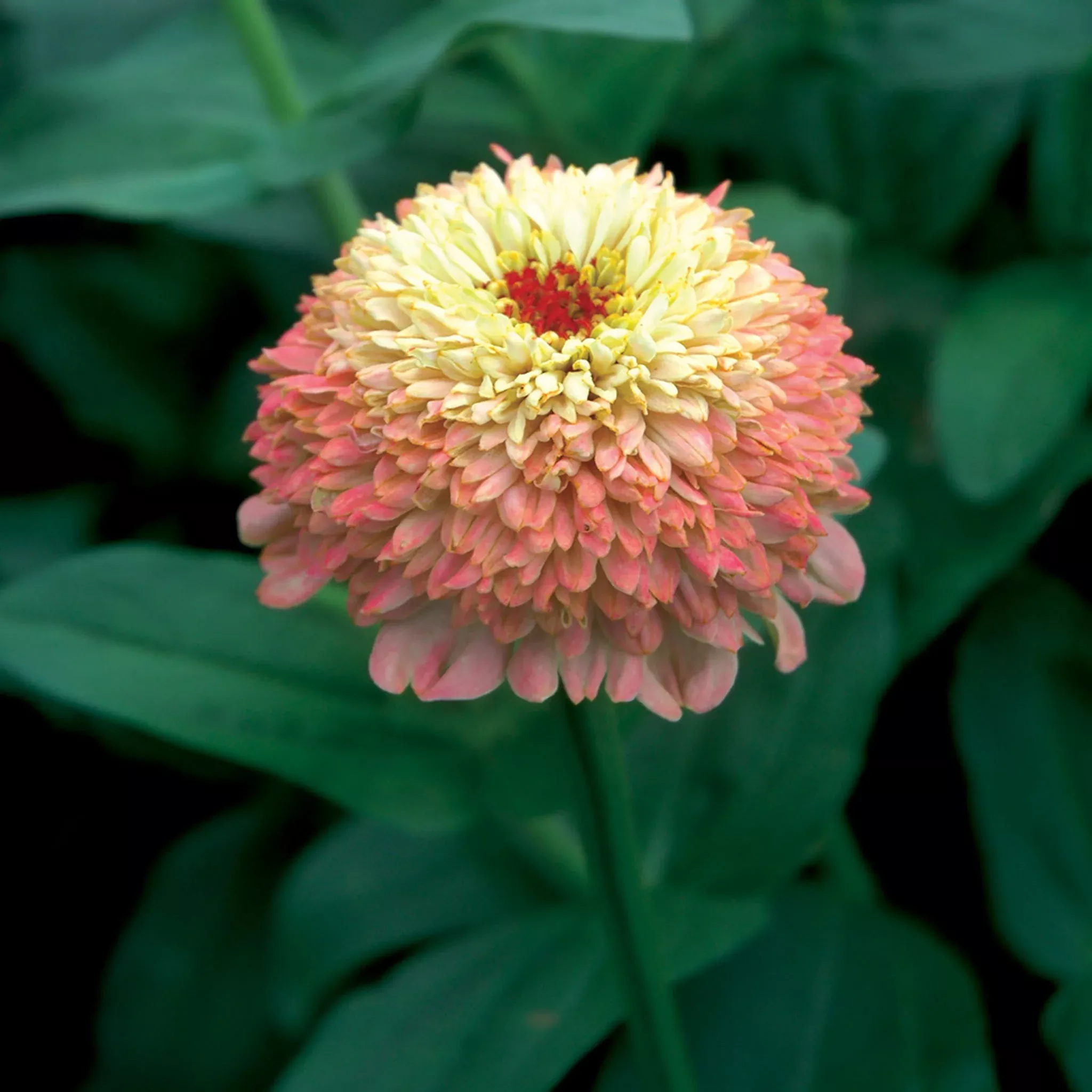 zinderella-peach-zinnia-seeds Zinderella Peach Zinnia Seeds