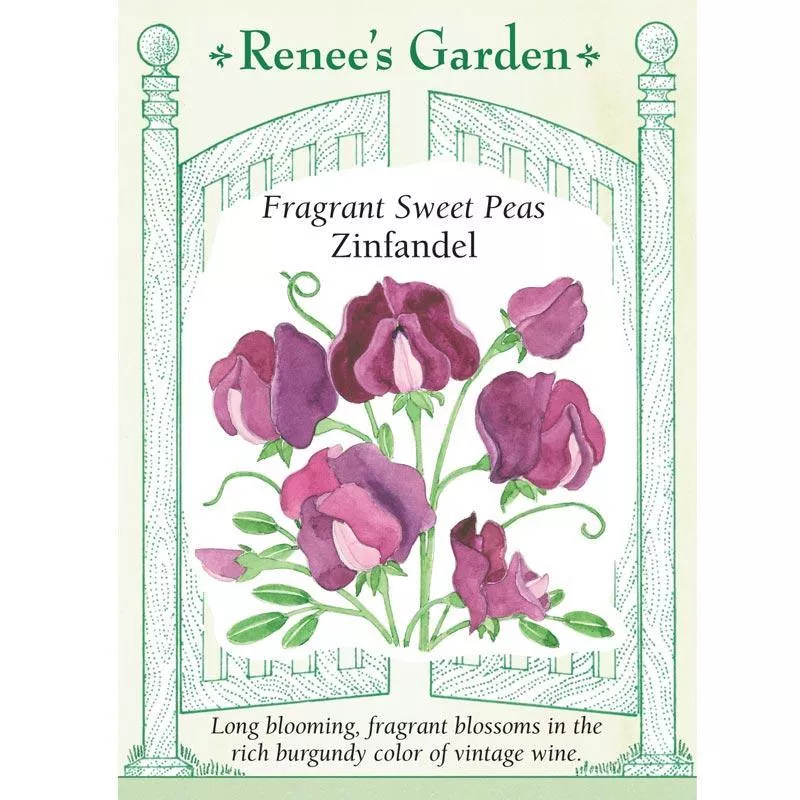 zinfandel-fragrant-sweet-pea-seeds ‘Zinfandel’ Fragrant Sweet Pea Seeds
