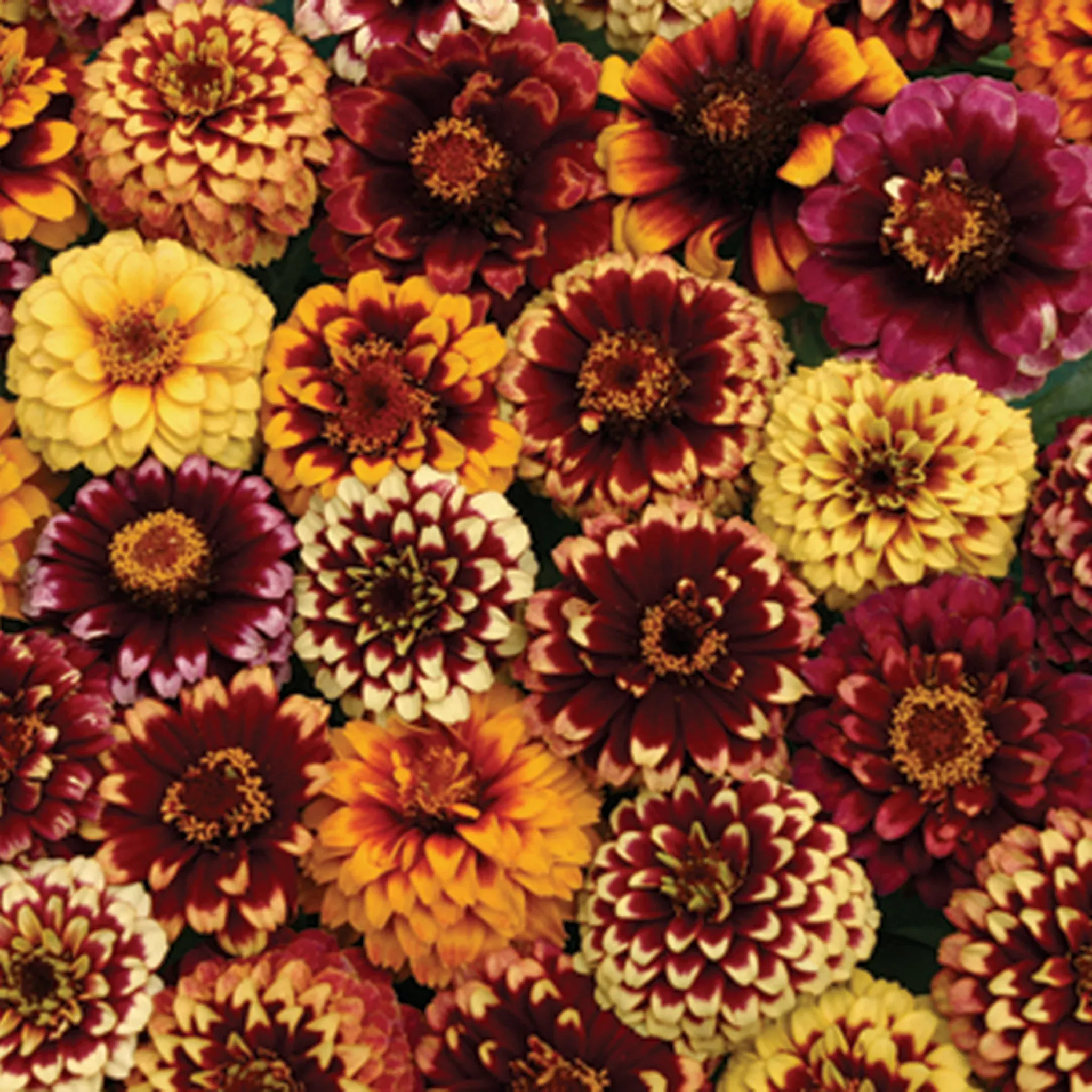 zinnia-aztec-sunset Zinnia, Aztec Sunset