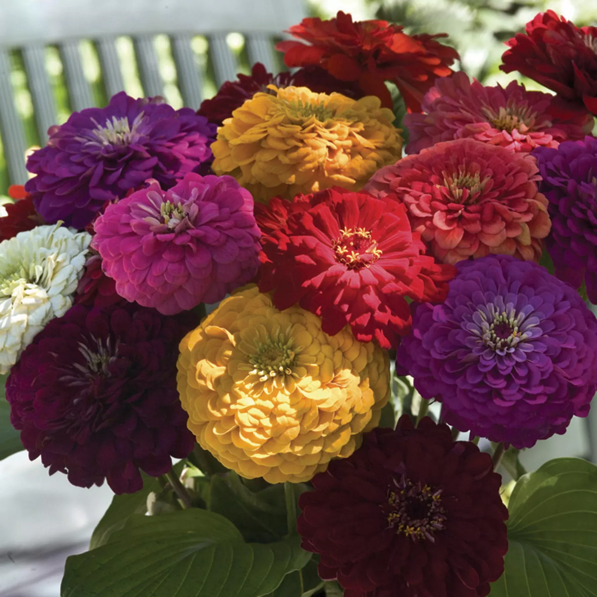 zinnia-benary-s-giant-mix Zinnia, Benary's Giant Mix