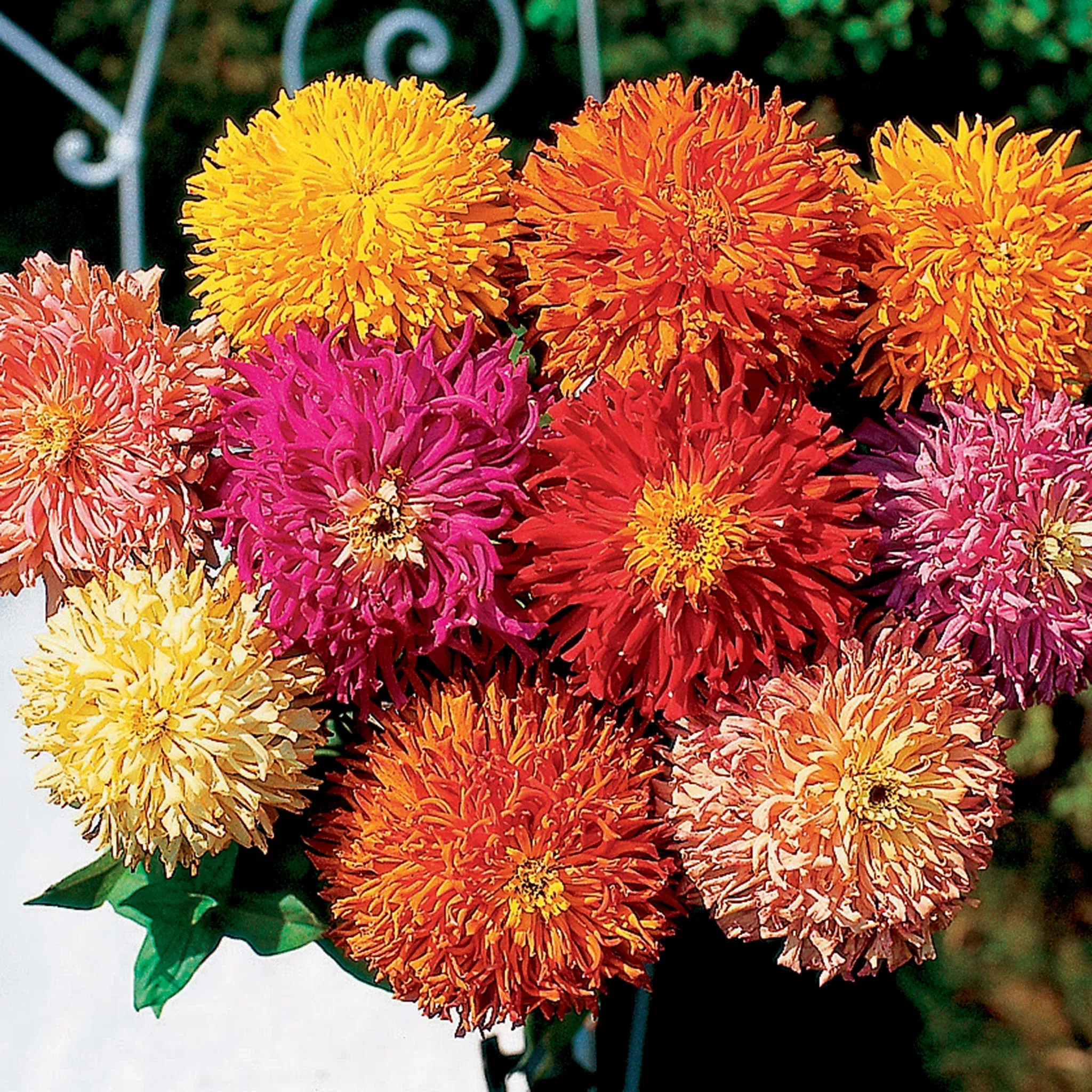 zinnia-cactus-improved-mix Zinnia, Cactus Improved Mix