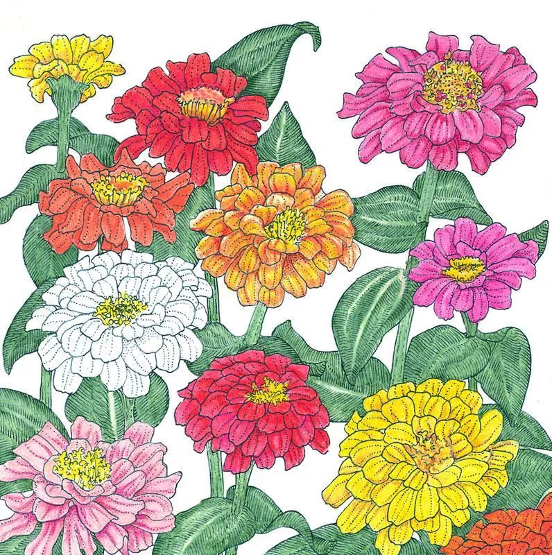 zinnia-california-mix-1-4-lb Zinnia, California Mix (1/4 lb)