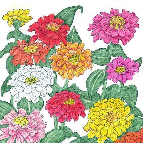 zinnia-california-mix-lb Zinnia, California Mix (lb)