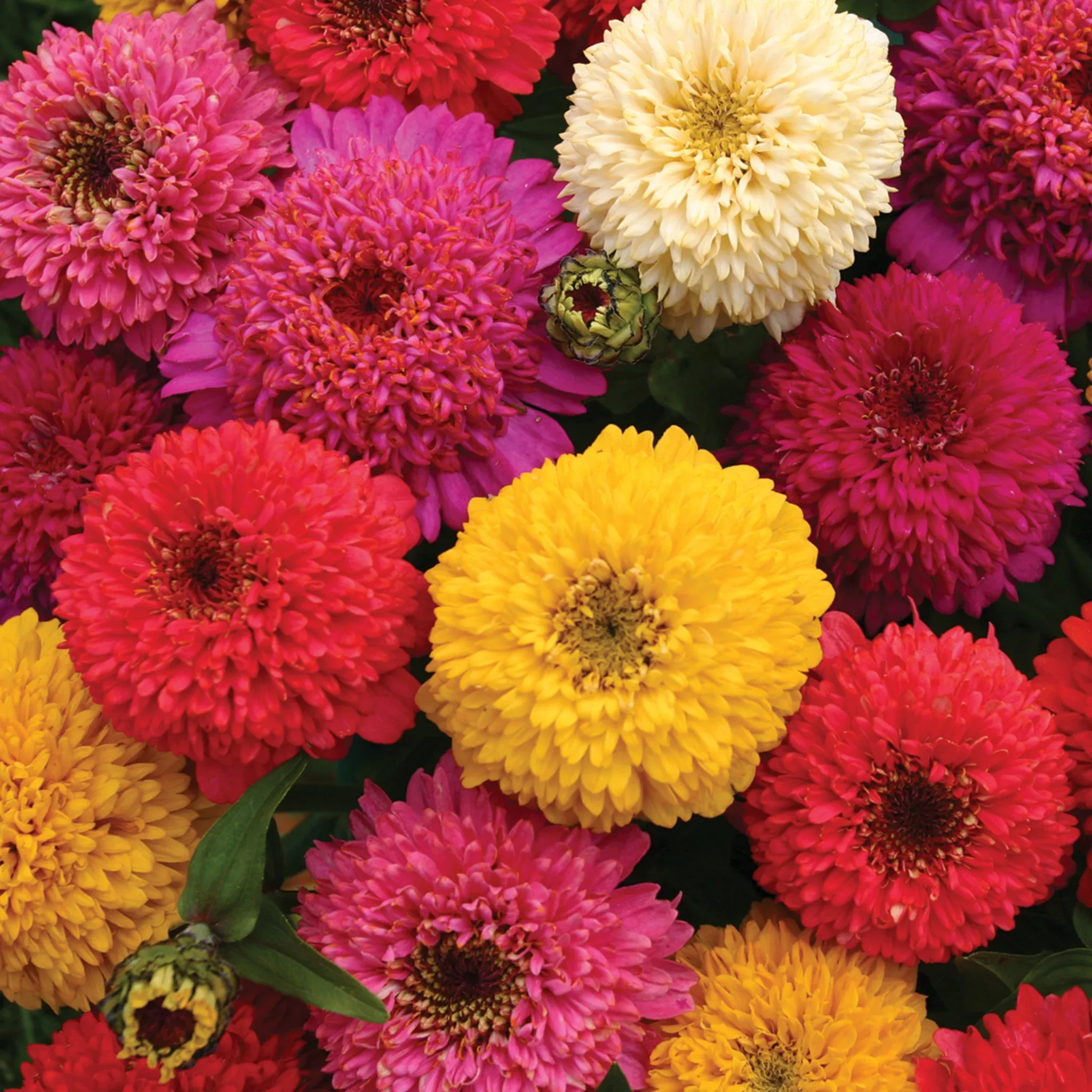 zinnia-candy-mix Zinnia, Candy Mix