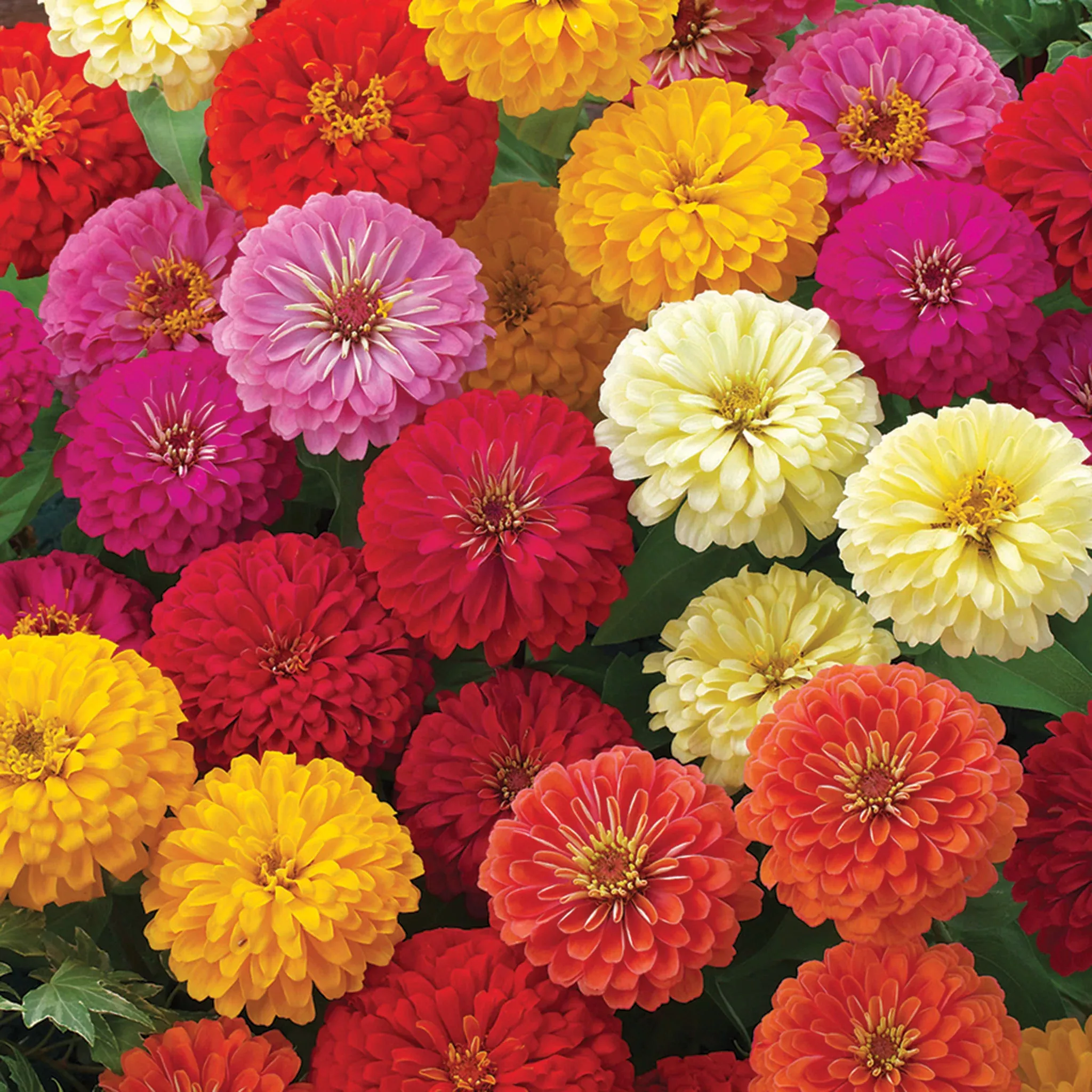zinnia-dreamland-mix-hybrid Zinnia, Dreamland™ Mix Hybrid