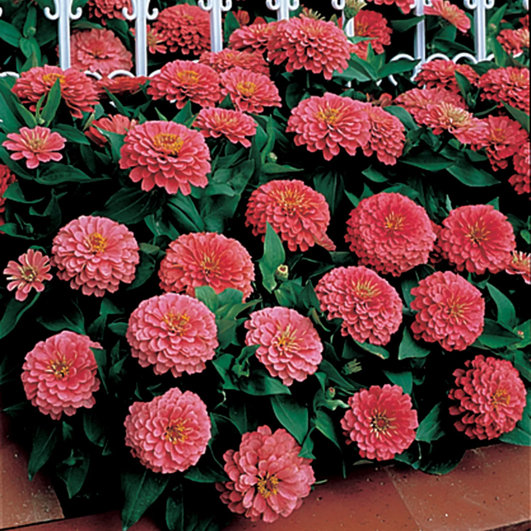 zinnia-dreamland-pink-hybrid Zinnia, Dreamland™ Pink Hybrid