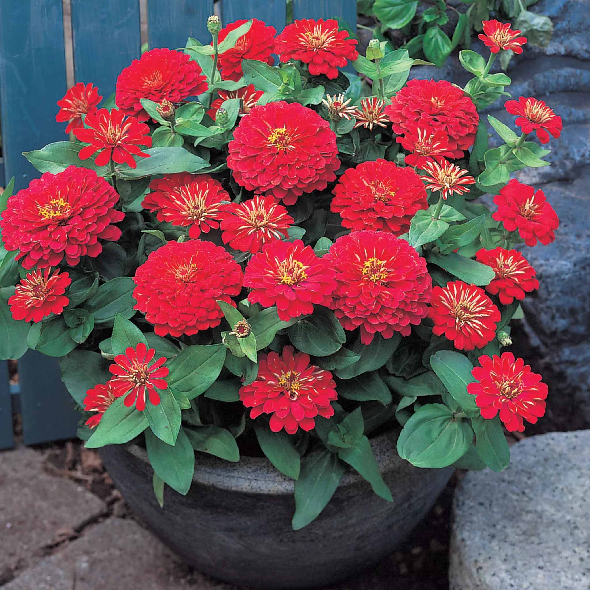 zinnia-dreamland-red-hybrid Zinnia, Dreamland™ Red Hybrid