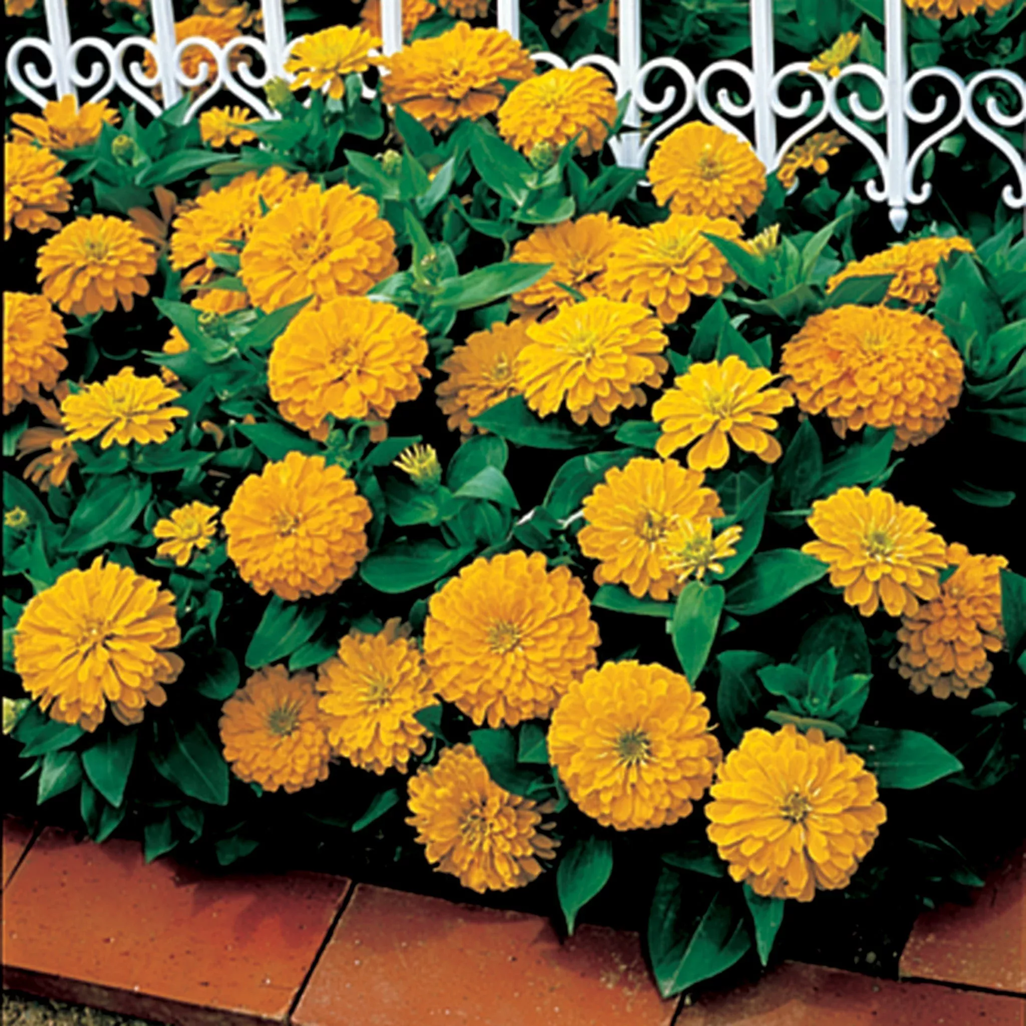 zinnia-dreamland-yellow-hybrid Zinnia, Dreamland™ Yellow Hybrid
