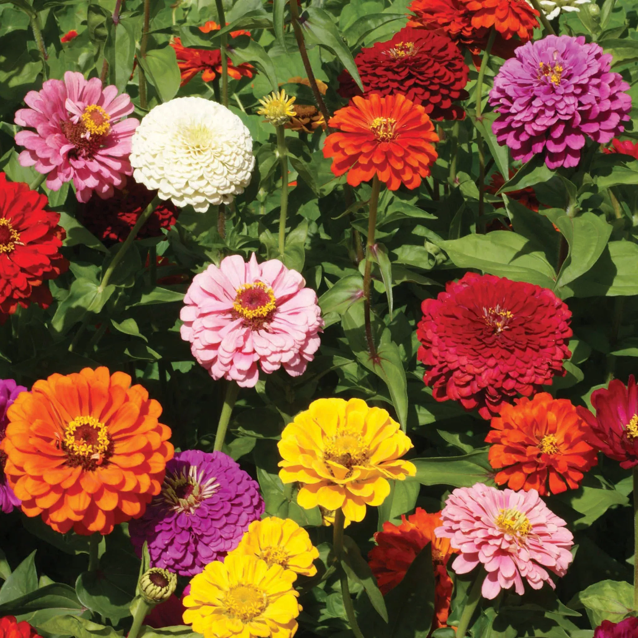 zinnia-giant-dahlia-flowered-mix Zinnia, Giant Dahlia-Flowered Mix