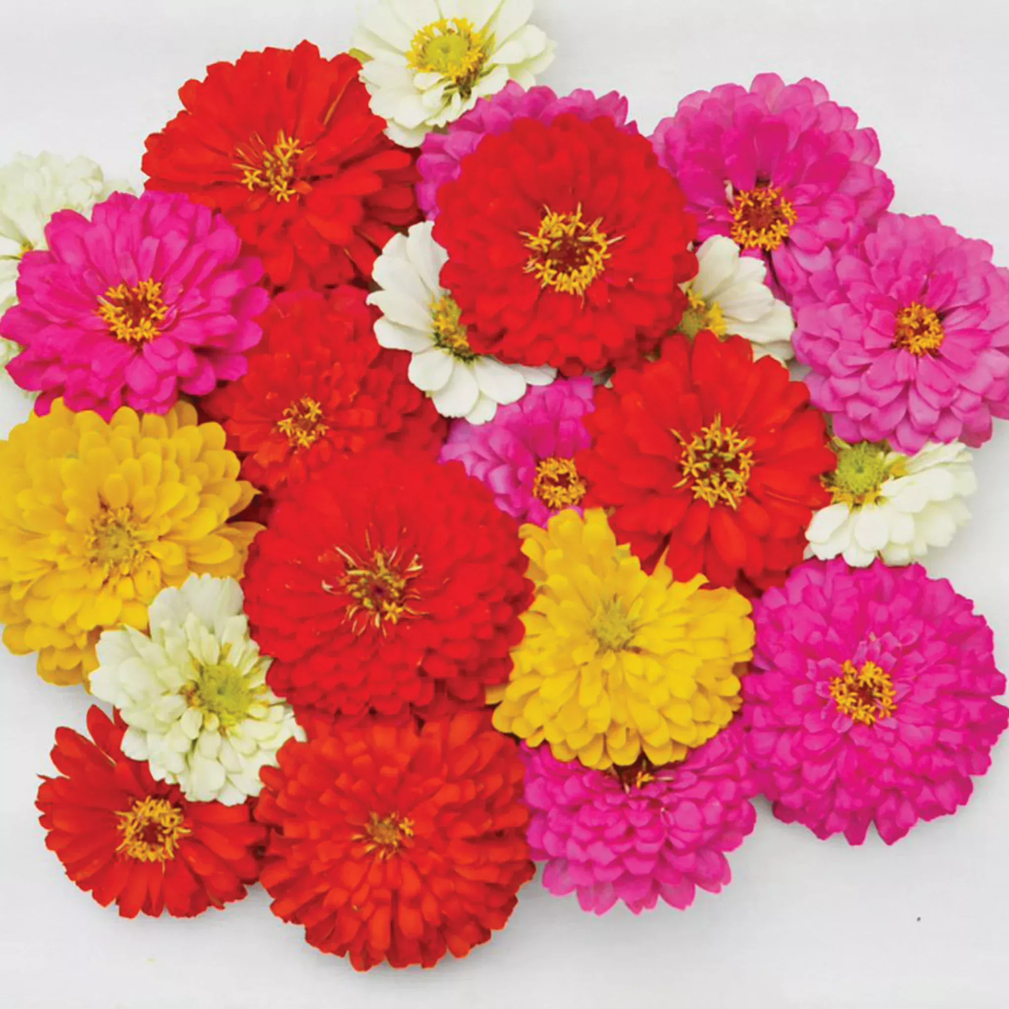 zinnia-holi-mix-hybrid Zinnia, Holi™ Mix Hybrid