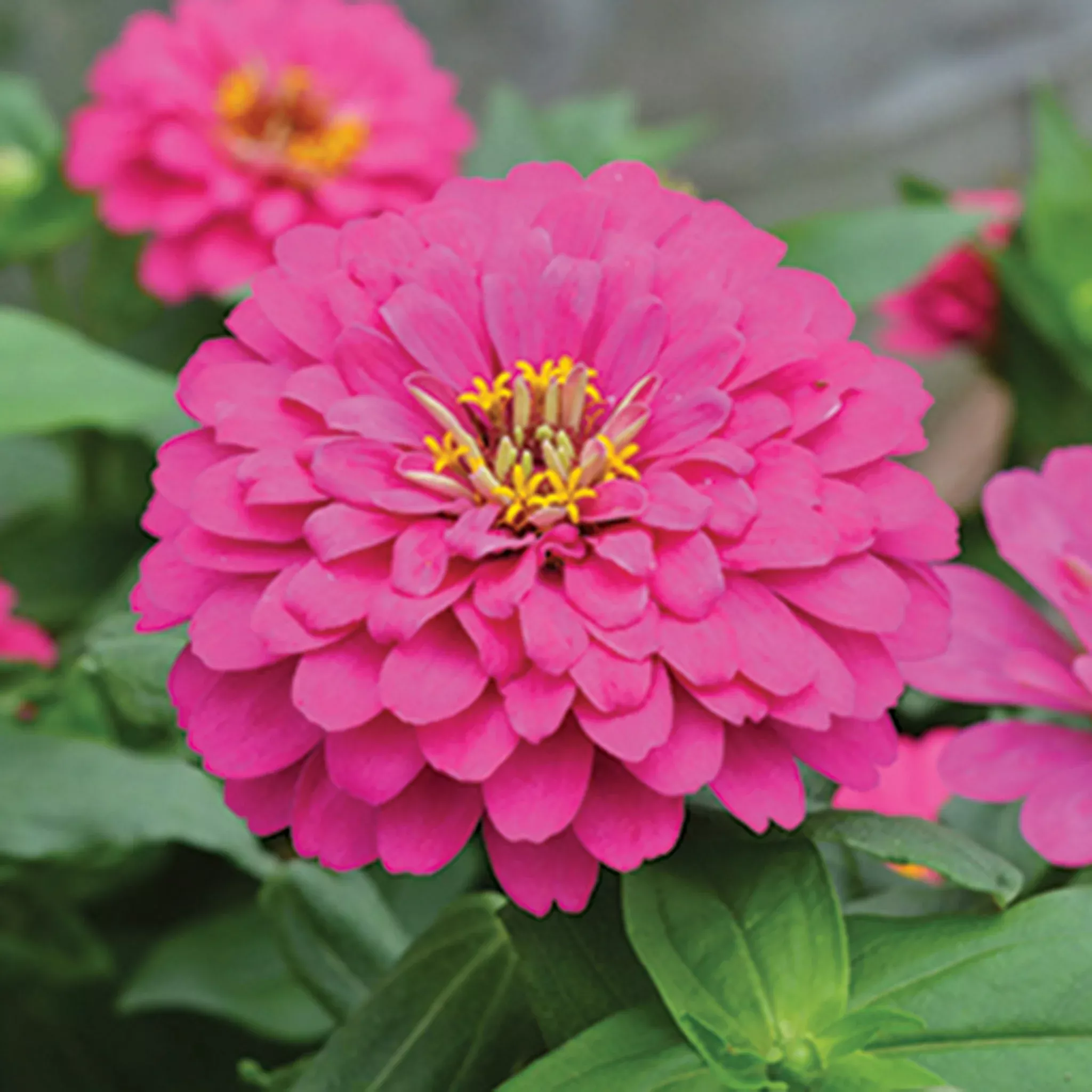 zinnia-holi-pink-hybrid Zinnia, Holi™ Pink Hybrid