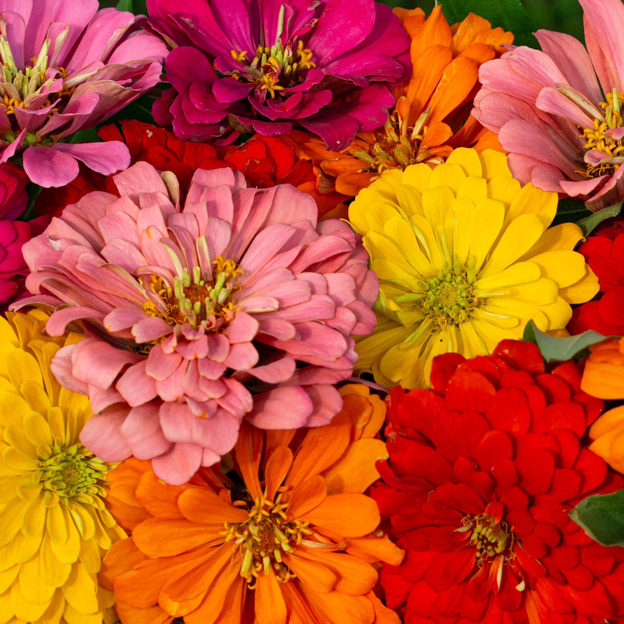 zinnia-magellan-mix-hybrid Zinnia, Magellan™ Mix Hybrid