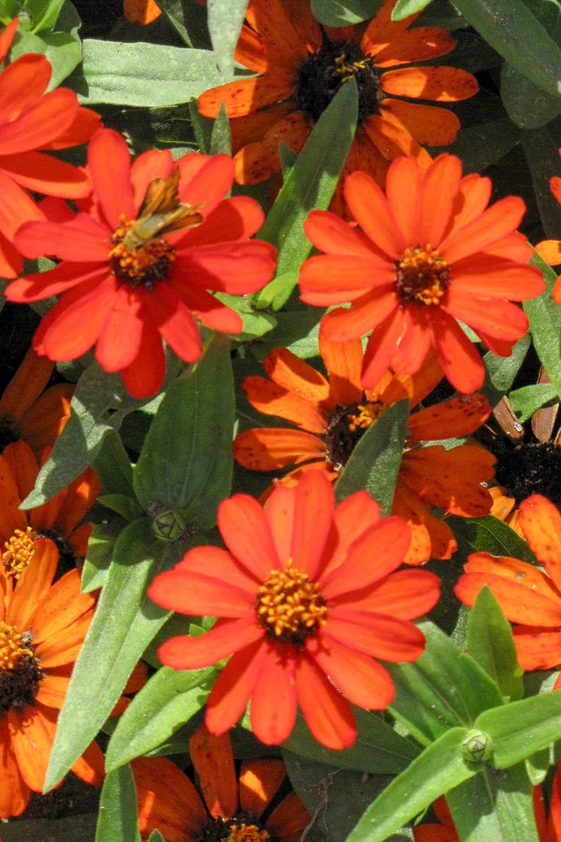 zinnia-orange Zinnia, Orange
